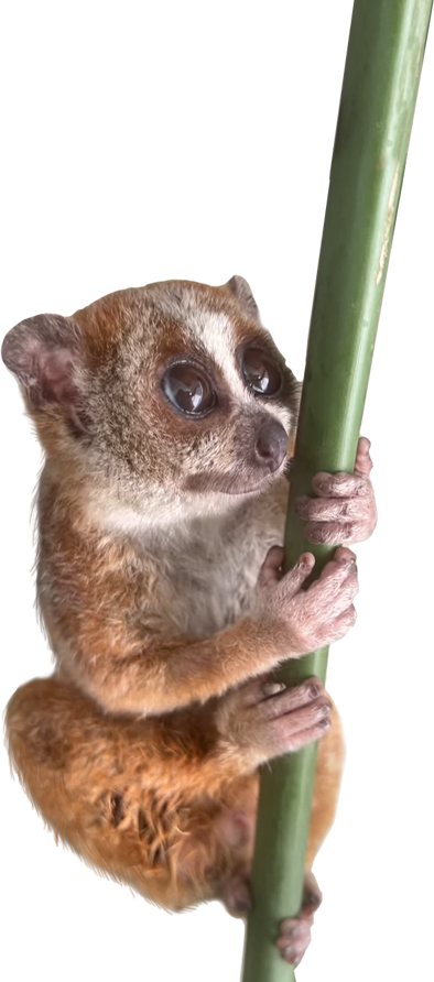 lemur